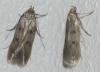 Borkhausenia sp.